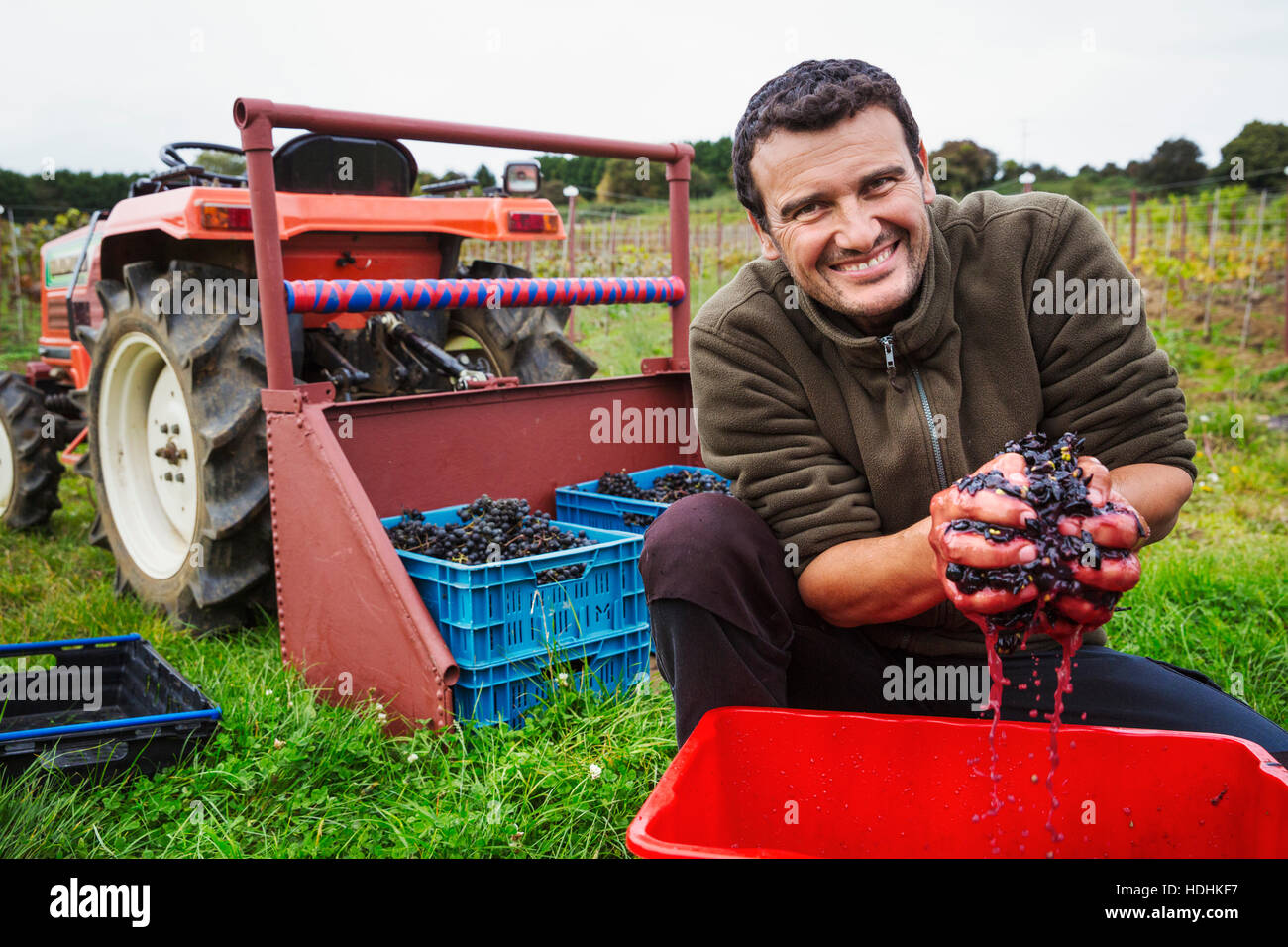 Ein Mann mit seinen Händen voller frisch gepflückten zerkleinerten roten Trauben Stockfoto