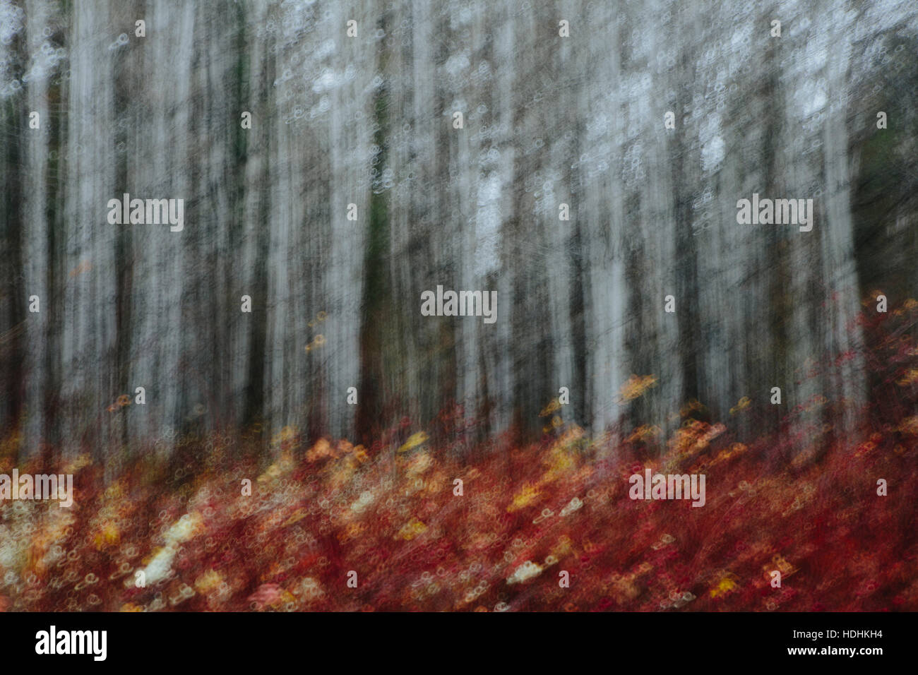 Eine Espe Wald im Herbst. Dünne weiße Baumstämme der Beben aspen bei schwachem Licht mit herbstlichen Unterwuchs. Stockfoto