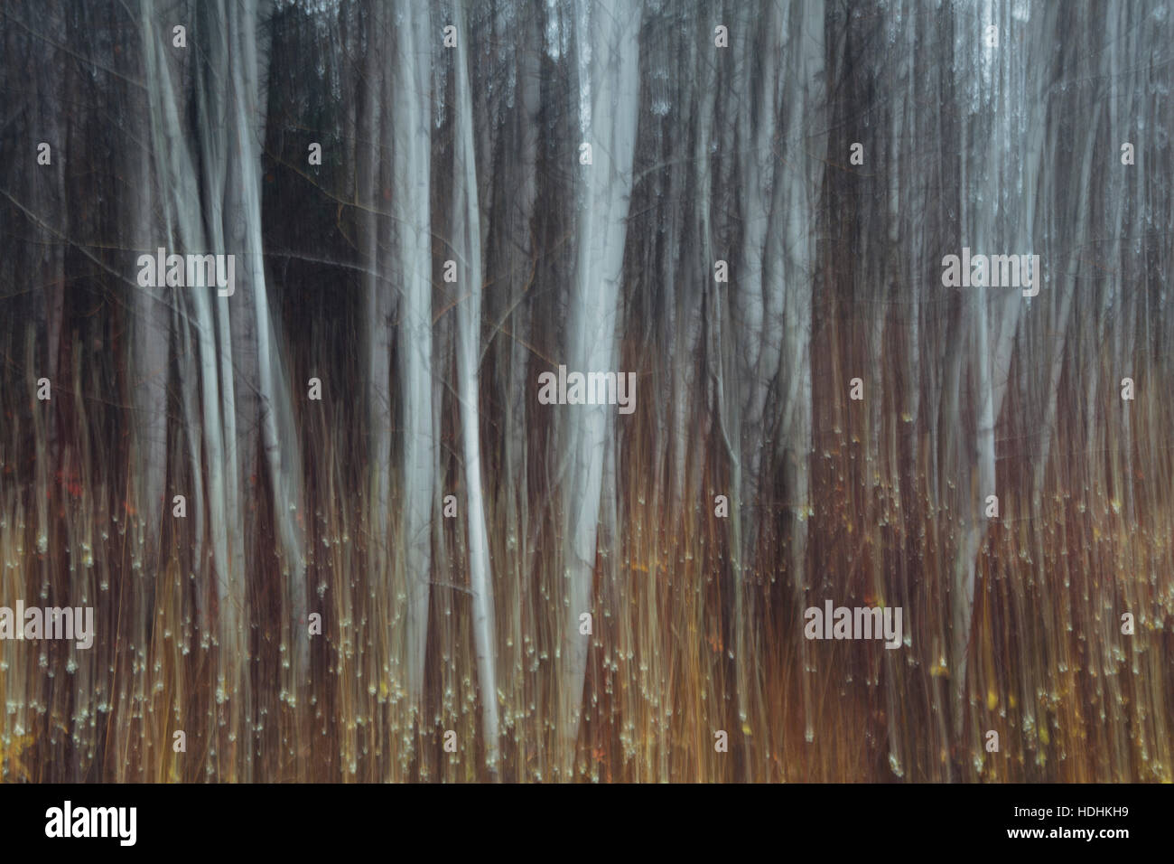 Eine Espe Wald im Herbst. Dünne weiße Baumstämme der Beben aspen bei schwachem Licht mit herbstlichen Unterwuchs. Stockfoto