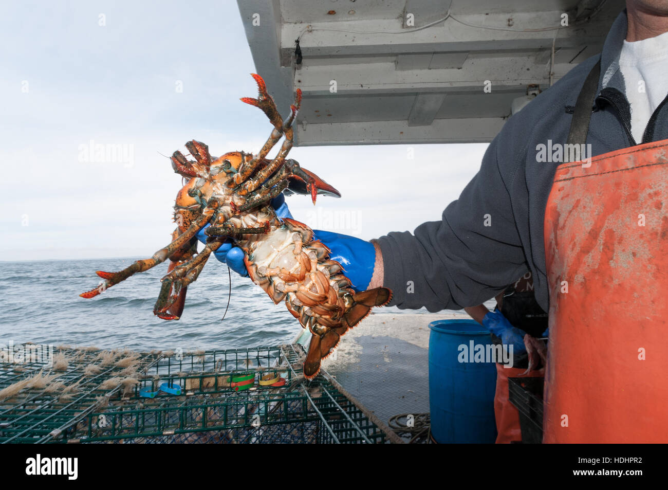 Hummerfischer prüft Unterseite der Hummer zu sehen, ob es Eiern, Portland, ME trägt Stockfoto
