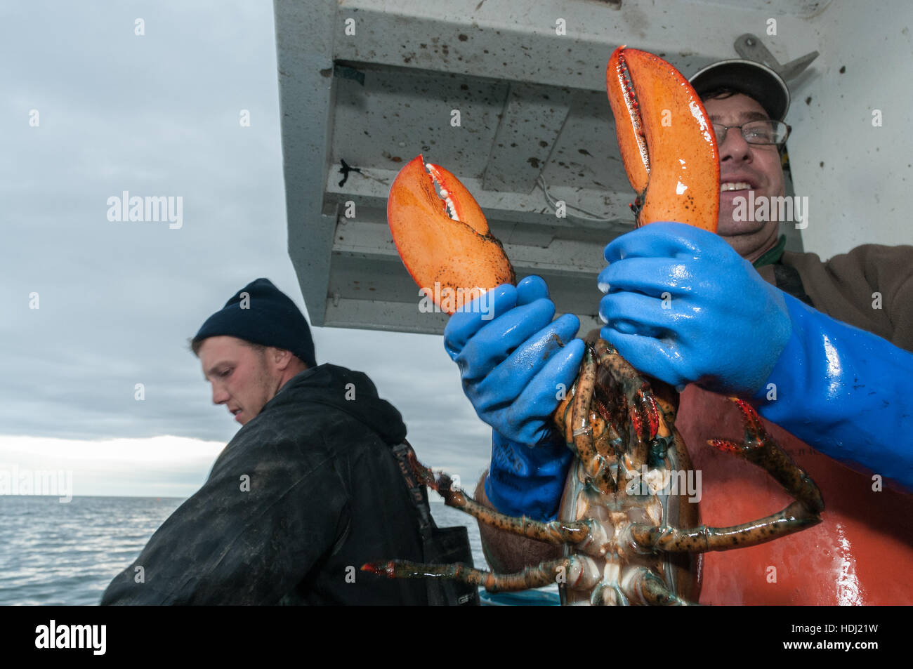 Hummerfischer hält Hummer, die 9 Pfund ist, muss es zurück geworfen werden, ist es über die maximale Größe, Yarmouth Stockfoto