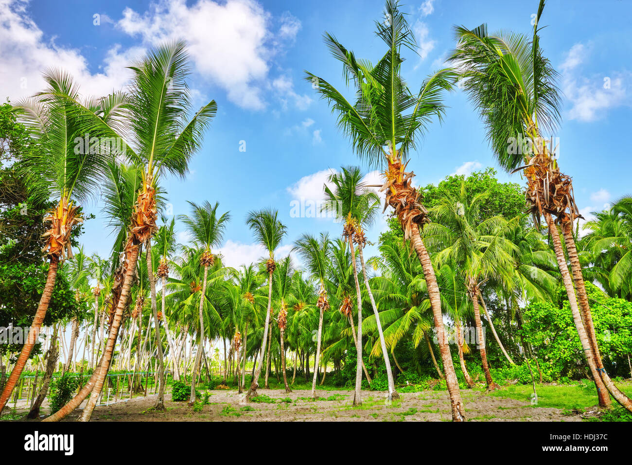 Kokospalmen auf einer tropischen Insel auf den Malediven, mittleren Teil des Indischen Ozeans. Stockfoto