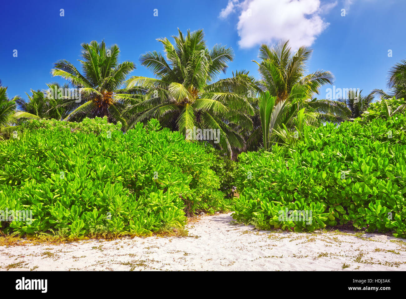 Kokospalmen auf einer tropischen Insel auf den Malediven, mittleren Teil des Indischen Ozeans. Stockfoto