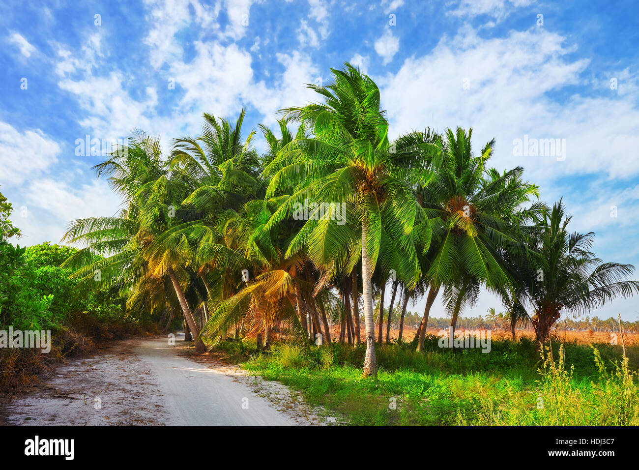 Kokospalmen auf einer tropischen Insel auf den Malediven, mittleren Teil des Indischen Ozeans. Stockfoto
