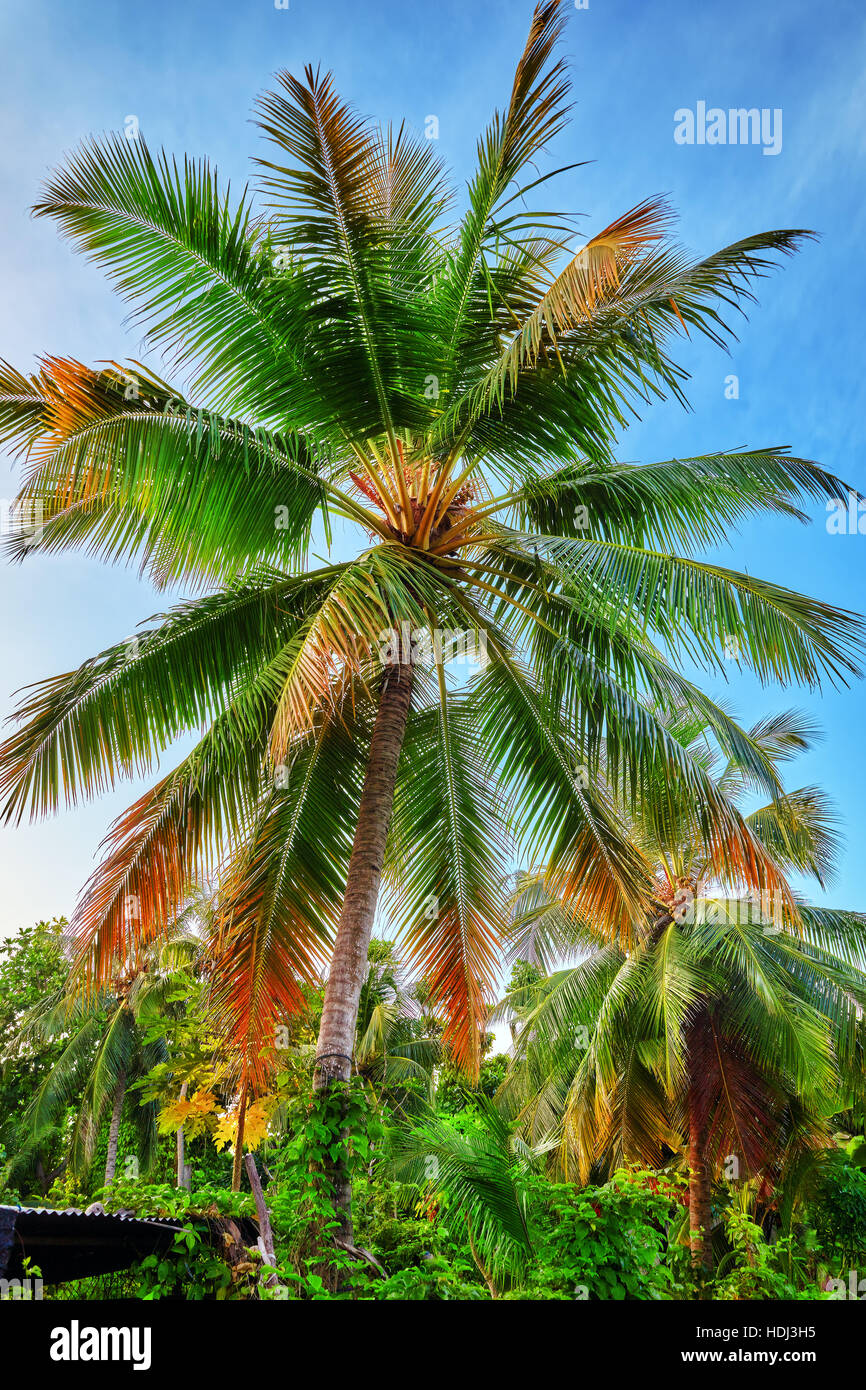 Kokospalmen auf einer tropischen Insel auf den Malediven, mittleren Teil des Indischen Ozeans. Stockfoto