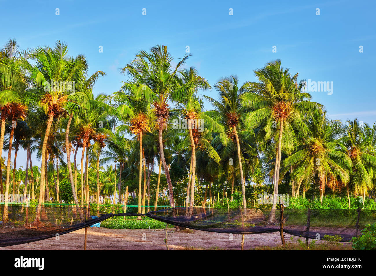 Kokospalme mit Früchten-Kokosnüsse, auf einer tropischen Insel auf den Malediven, mittleren Teil des Indischen Ozeans. Stockfoto