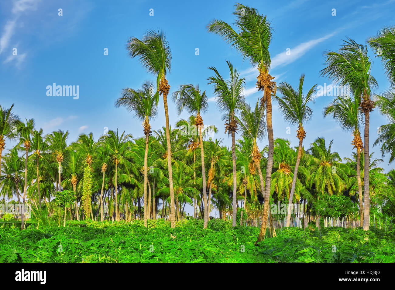 Kokospalme mit Früchten-Kokosnüsse, auf einer tropischen Insel auf den Malediven, mittleren Teil des Indischen Ozeans. Stockfoto