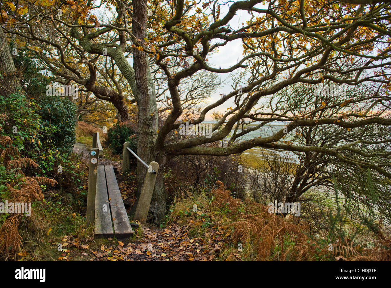 Wanderweg, Holzbrücke und verkümmerte Eichen Bäume im Herbst auf einem Wanderweg von Itchenor entlang des Kanals von Chichester Stockfoto