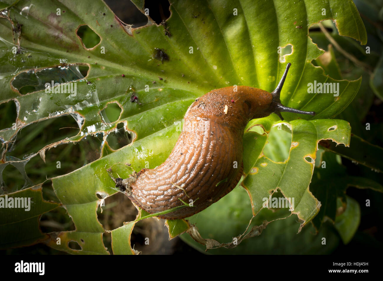 Eine Schnecke auf einer Schnecke beschädigt Hosta Blatt in einem Garten in London. Stockfoto