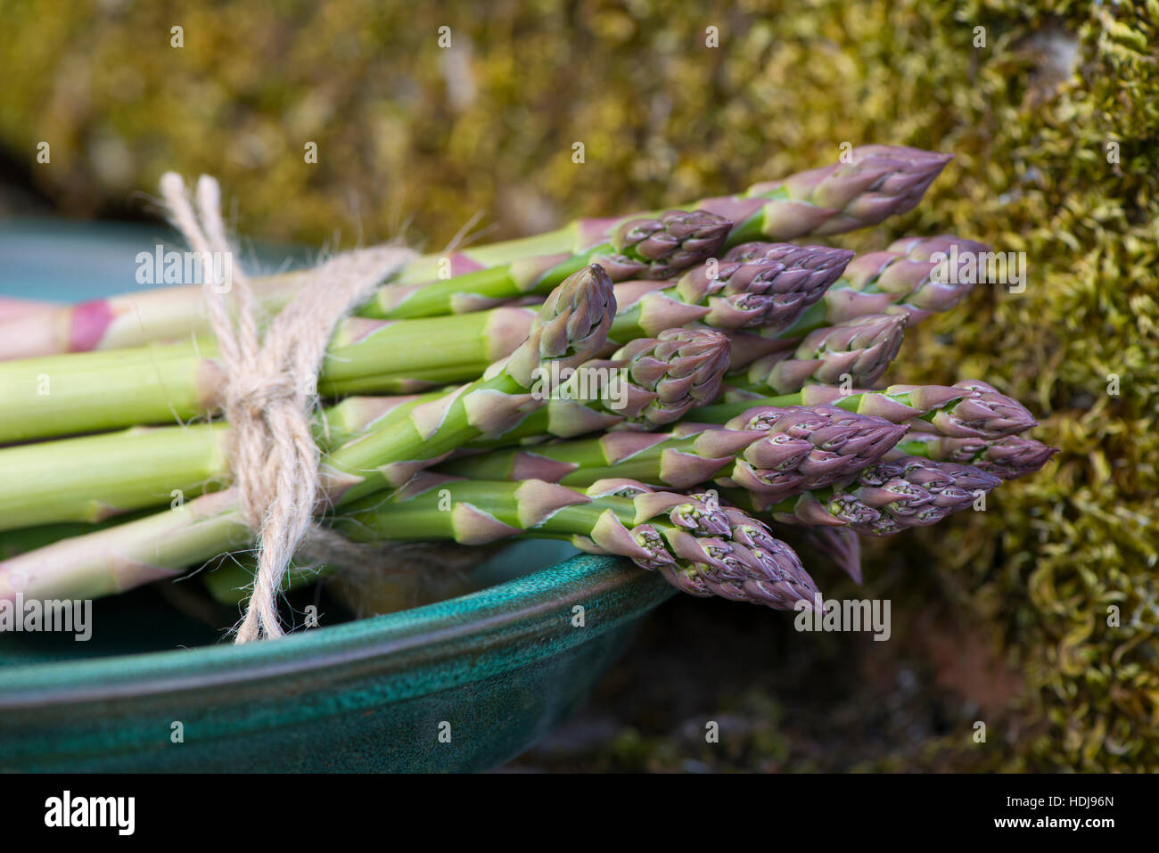 Spargel Stockfoto