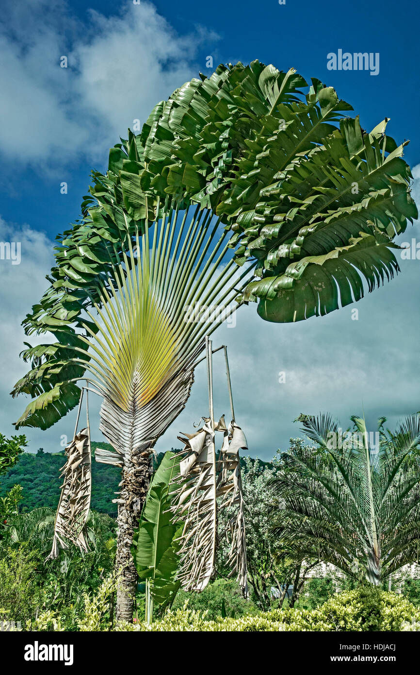 Reisenden (Ravenala Madagascariensis) Palm Grenada West Indies
