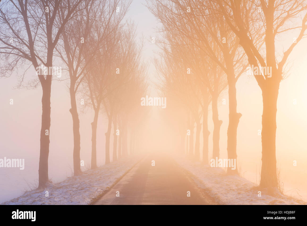 Einer geraden Straße und eine Reihe von Bäumen an einem nebligen Morgen bei Sonnenaufgang. Ein typisches Bild von der historischen Beemster Polder in den Niederlanden. Diese Polder wa Stockfoto