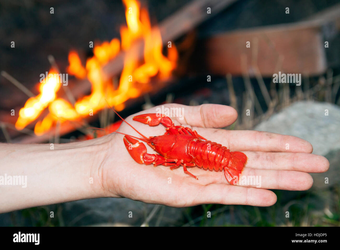 Kamin mit vorne frische kleine Hummer auf menschliche hand Stockfoto