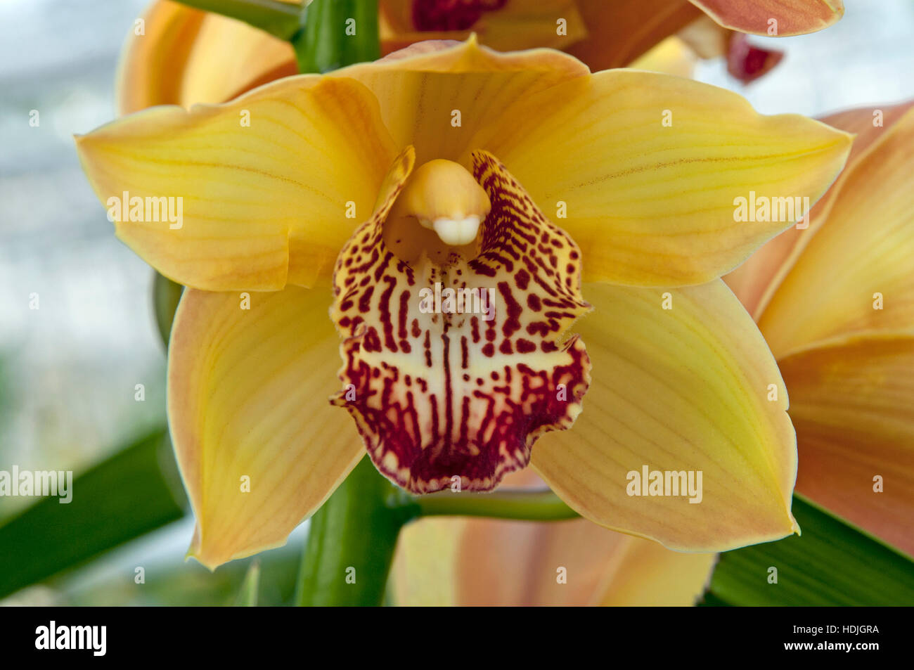 Nahaufnahme Boot Orchidee (Cymbidium) in den Niederlanden Stockfoto
