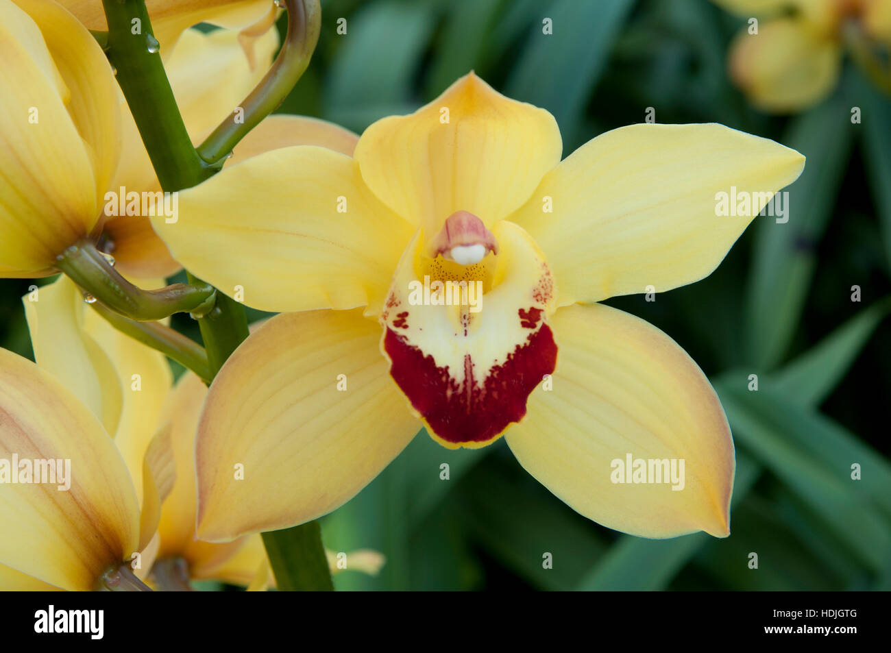 Nahaufnahme Boot Orchidee (Cymbidium) in den Niederlanden Stockfoto