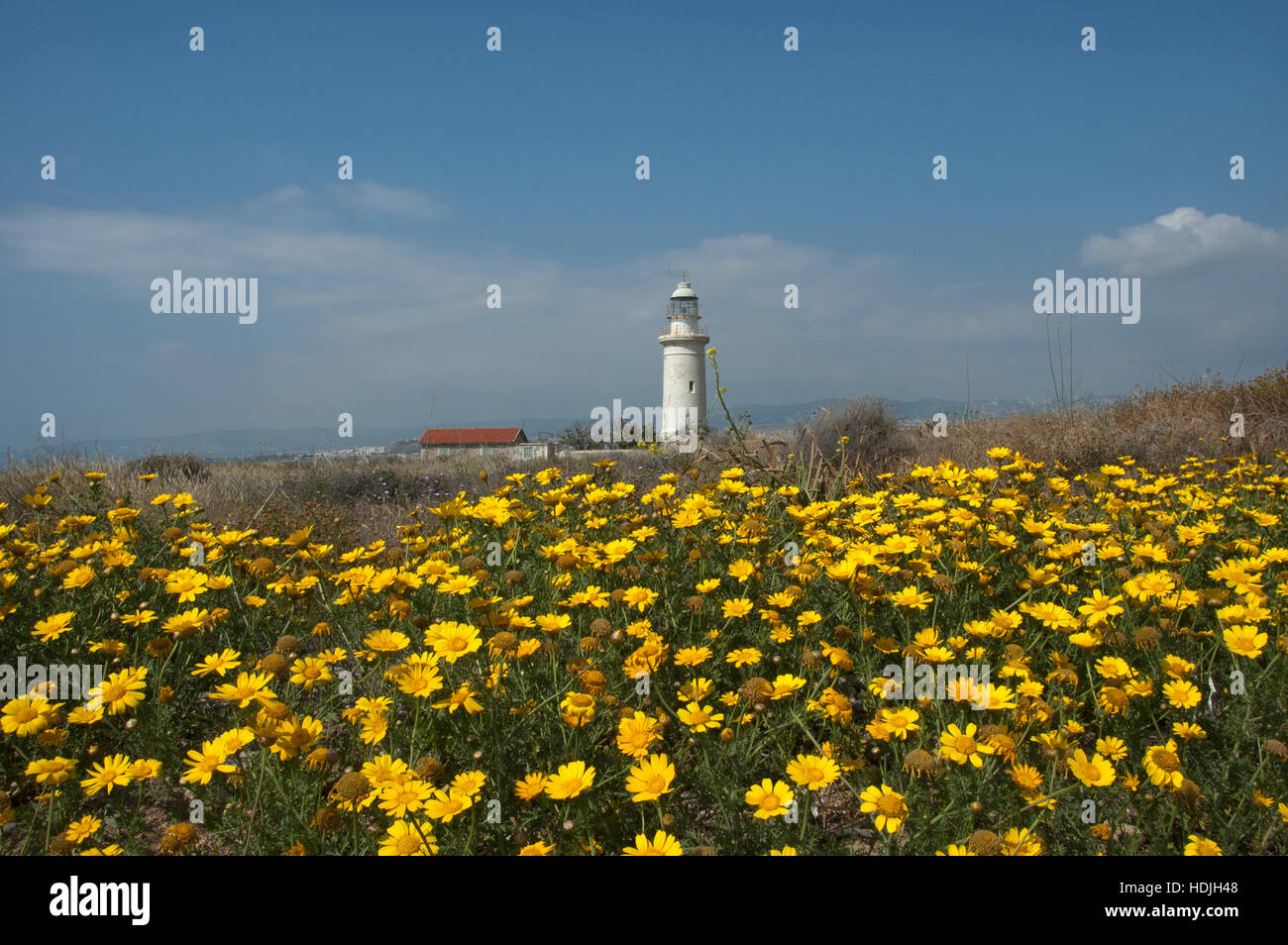 Mais-Ringelblume (Glebionis Segetum). In Zypern und Griechenland, die Blätter und die zarten Triebe einer Vielzahl genannt Neromantilida sind roh in Salaten oder Stockfoto