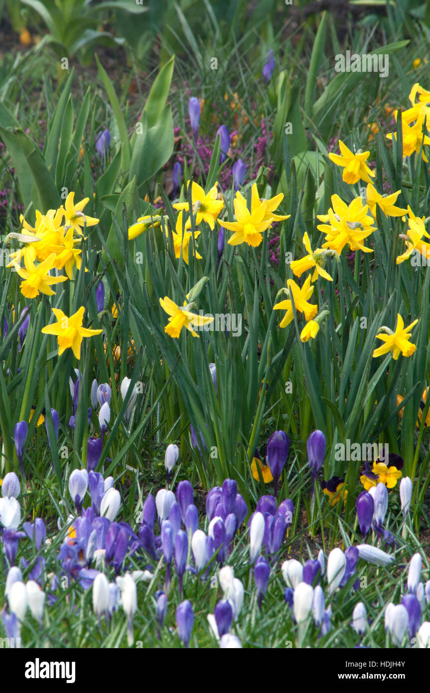 Narcissus ist eine Gattung von hauptsächlich winterhart, meist Frühjahr blühen, knolligen Stauden in der Amaryllis-Familie, Unterfamilie Amaryllidoideae. Stockfoto