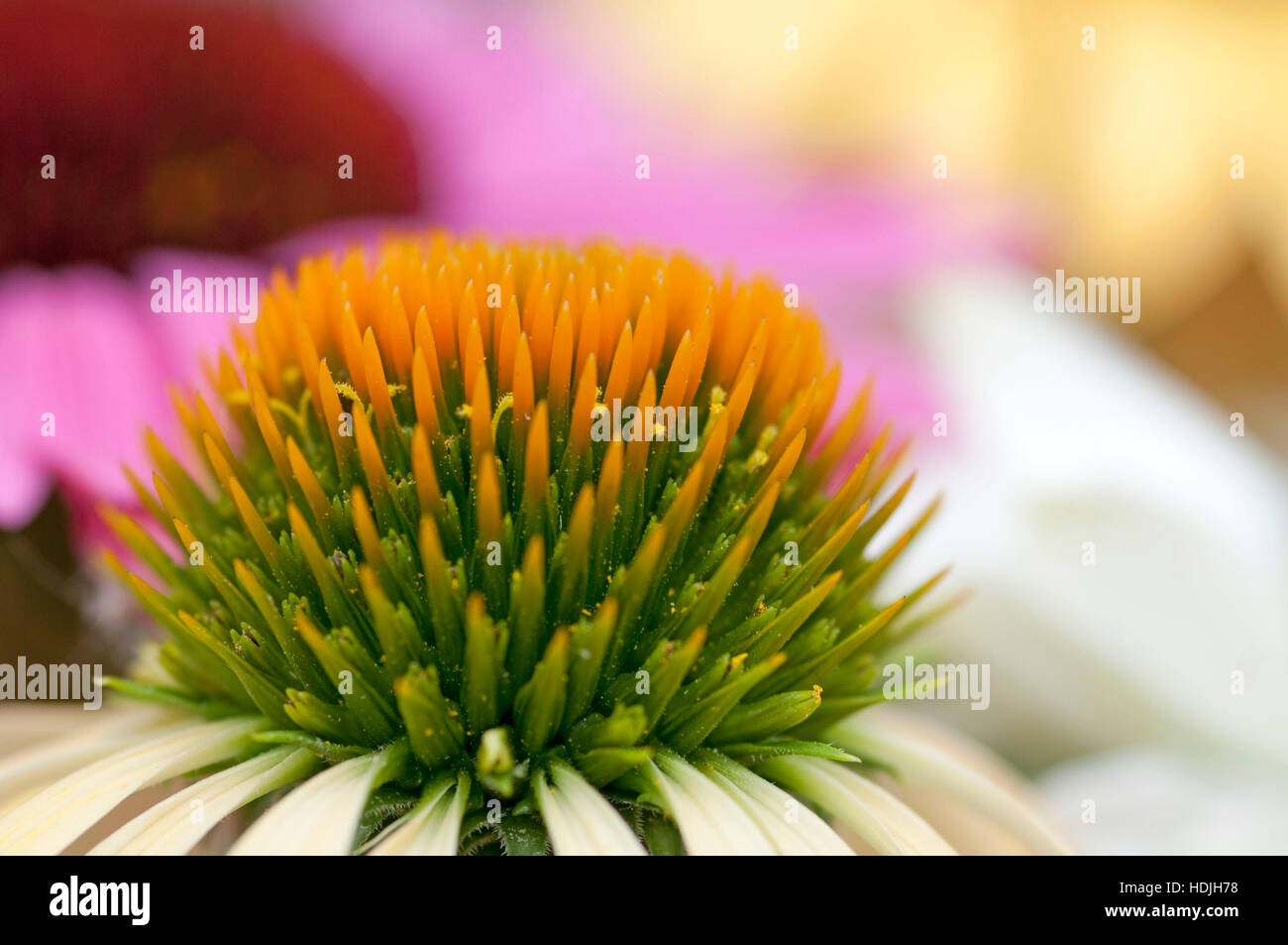 Rosa Sonnenhut (Echinacea) sind helle Stauden, von die einige in pflanzlichen Heilmitteln verwendet werden. Diese Blumen sind für relativ Dürre - pflegeleicht Stockfoto