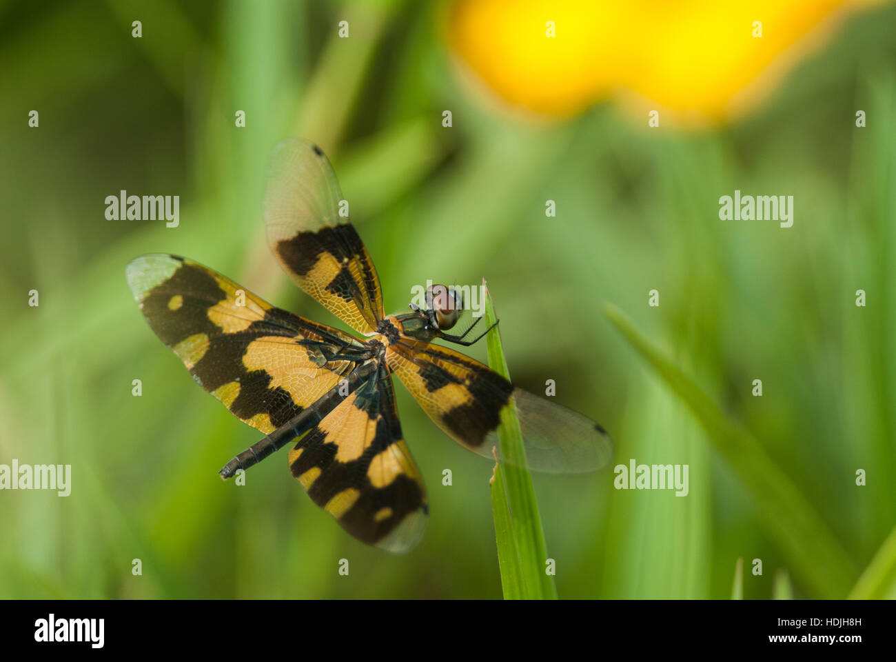Gemeinsame Picturewing (Rhyothemis Variegata) Libelle thront auf einer Blume Stockfoto