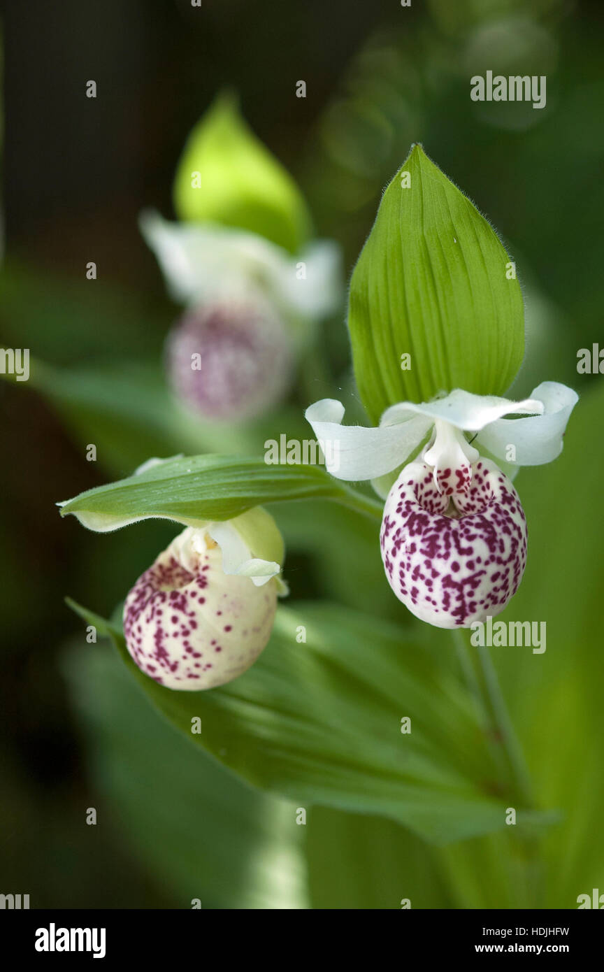 Hardy Lady Slipper Orchideen (Cypripedium "Ulla Silkens") im Garten Stockfoto