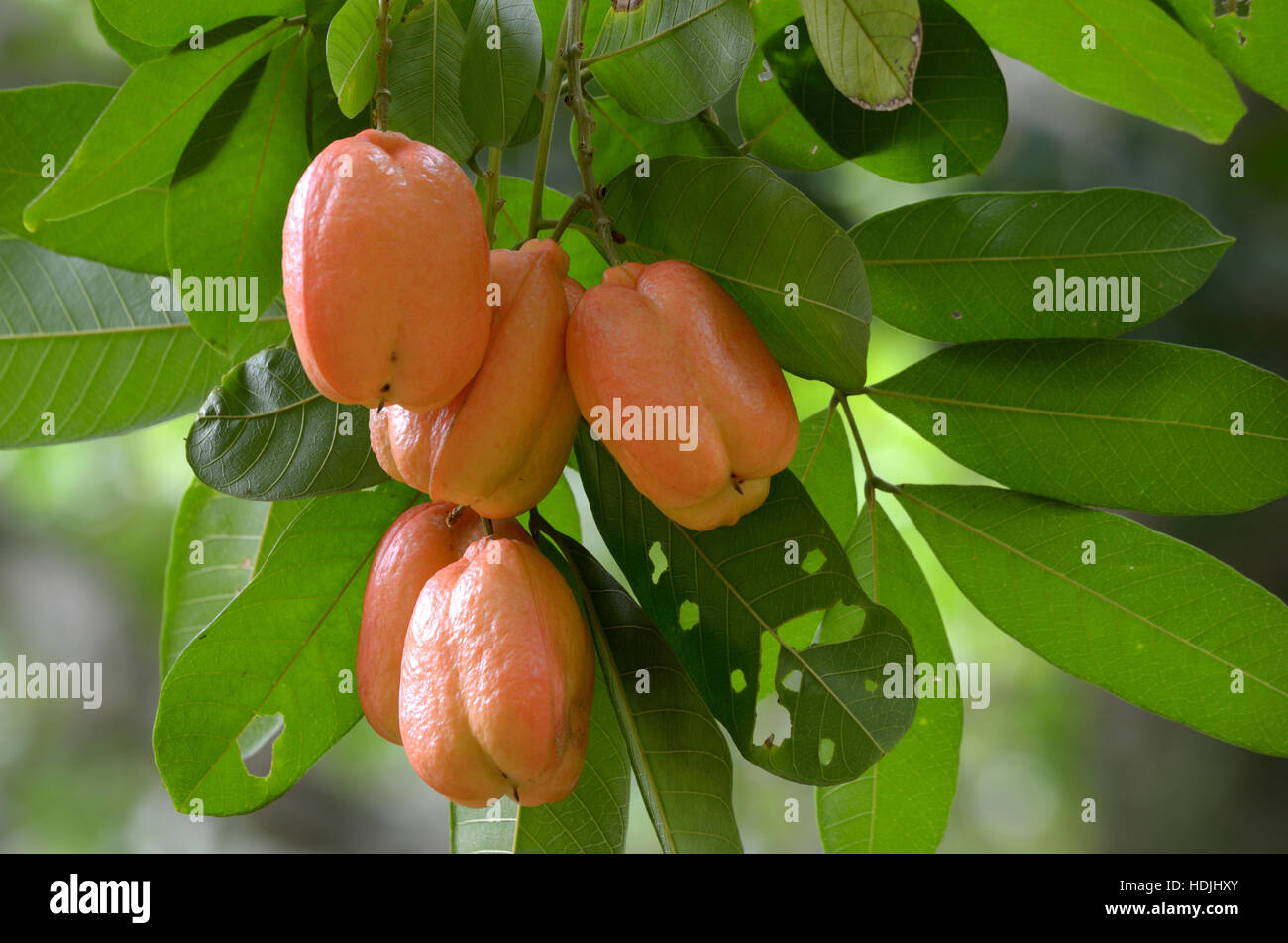 Ackee Frucht am Baum Stockfoto