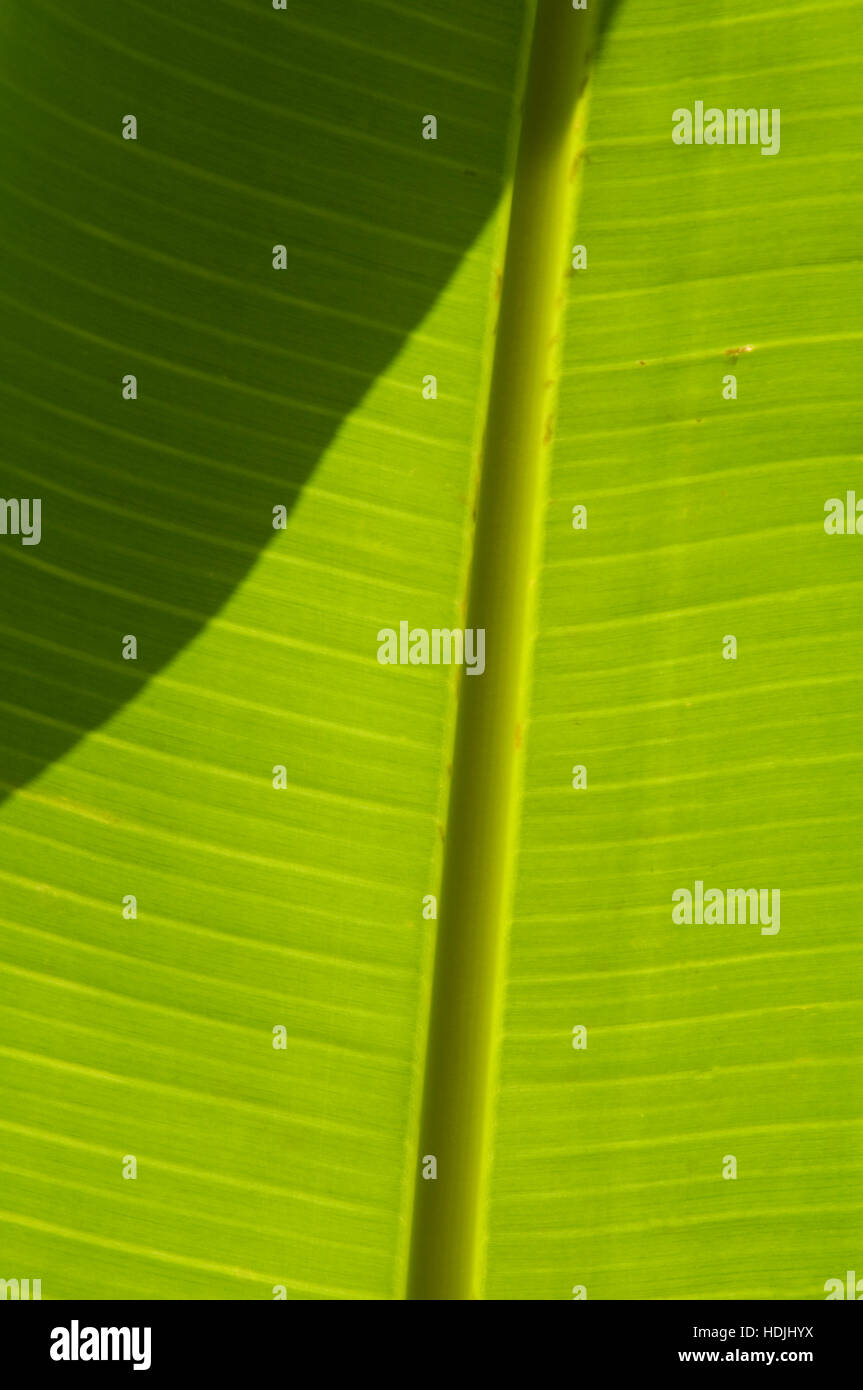 Bananen (Musa). Eine Banane ist eine essbare Früchte, die von mehreren