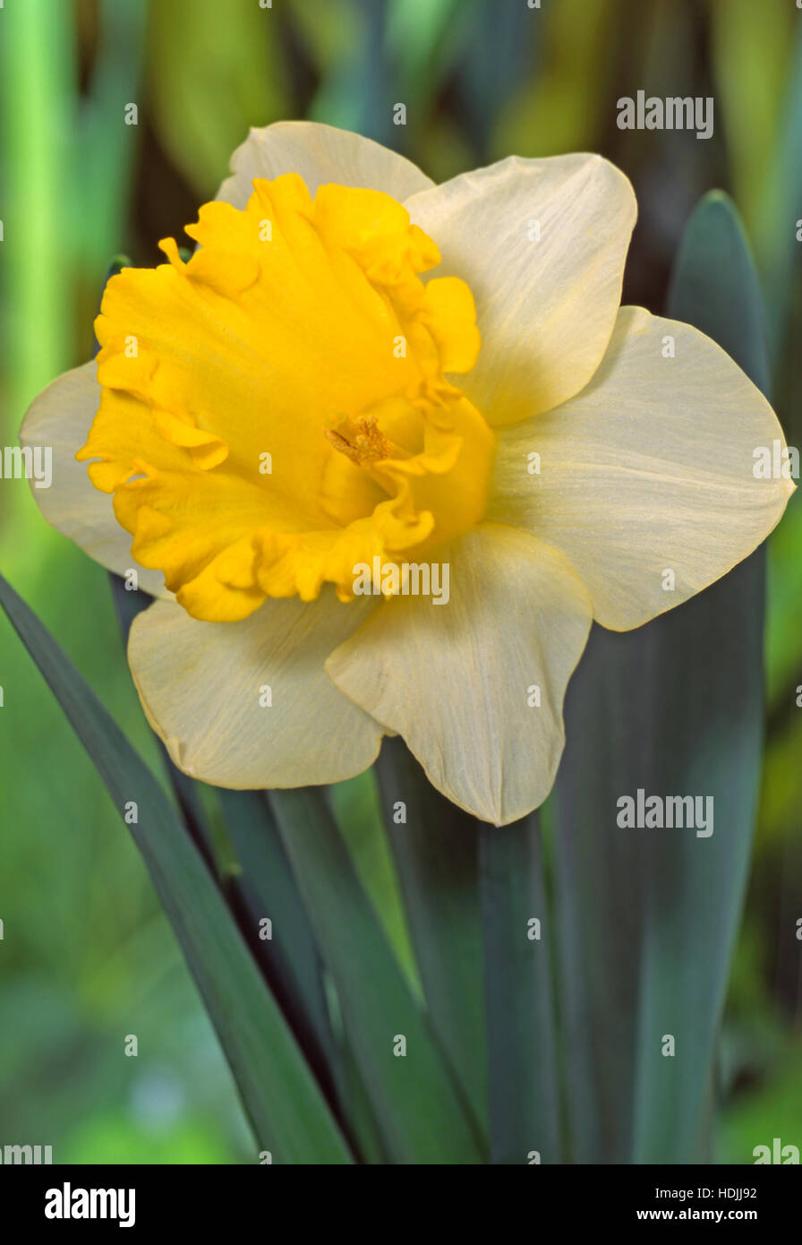 Narcissus ist eine Gattung von hauptsächlich winterhart, meist Frühjahr blühen, knolligen Stauden in der Amaryllis-Familie, Unterfamilie Amaryllidoideae. Stockfoto