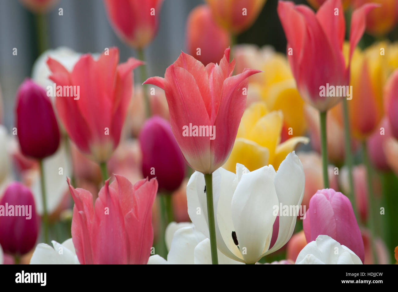 Die Tulpe ist eine mehrjährige, knolligen Pflanze mit auffälligen Blüten der Gattung Tulipa, von denen etwa 75 Wildarten derzeit akzeptiert werden Stockfoto