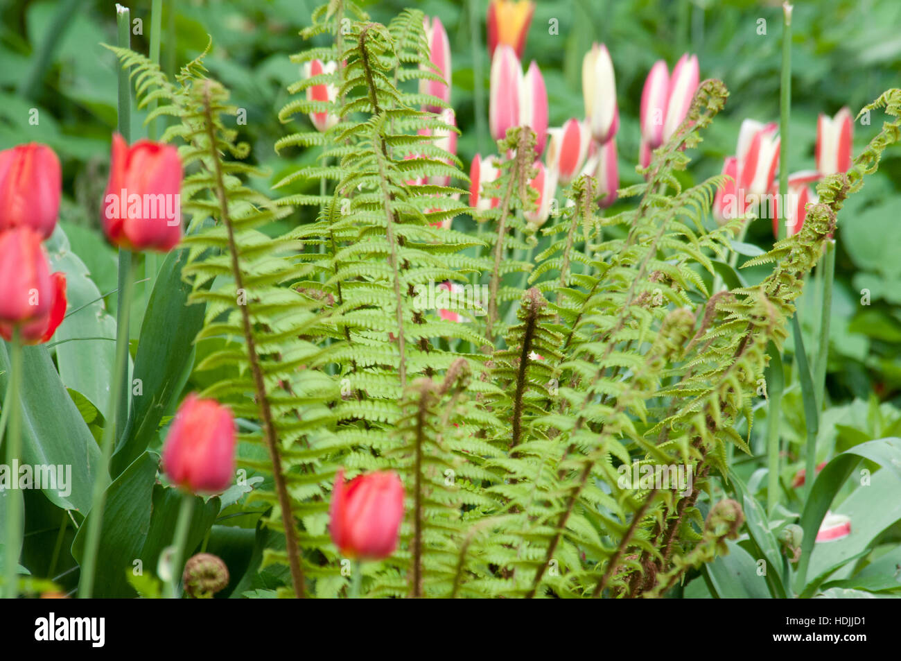 Die Tulpe ist eine mehrjährige, knolligen Pflanze mit auffälligen Blüten der Gattung Tulipa Stockfoto