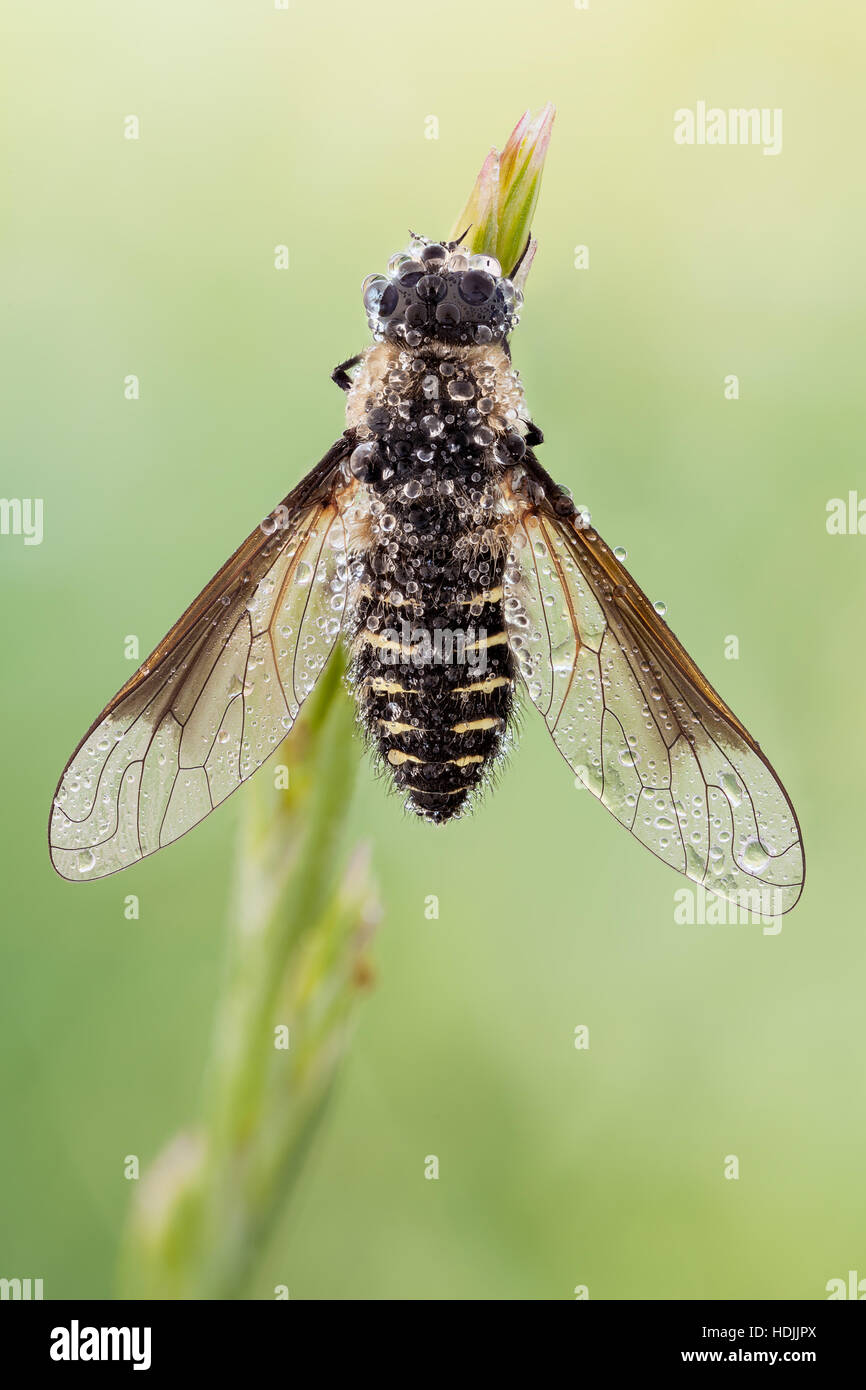 Lomatia ist ein Gattungen von "Biene fliegen" aus der Familie Bombyliidae Unterfamilie Lomatiinae. Stockfoto