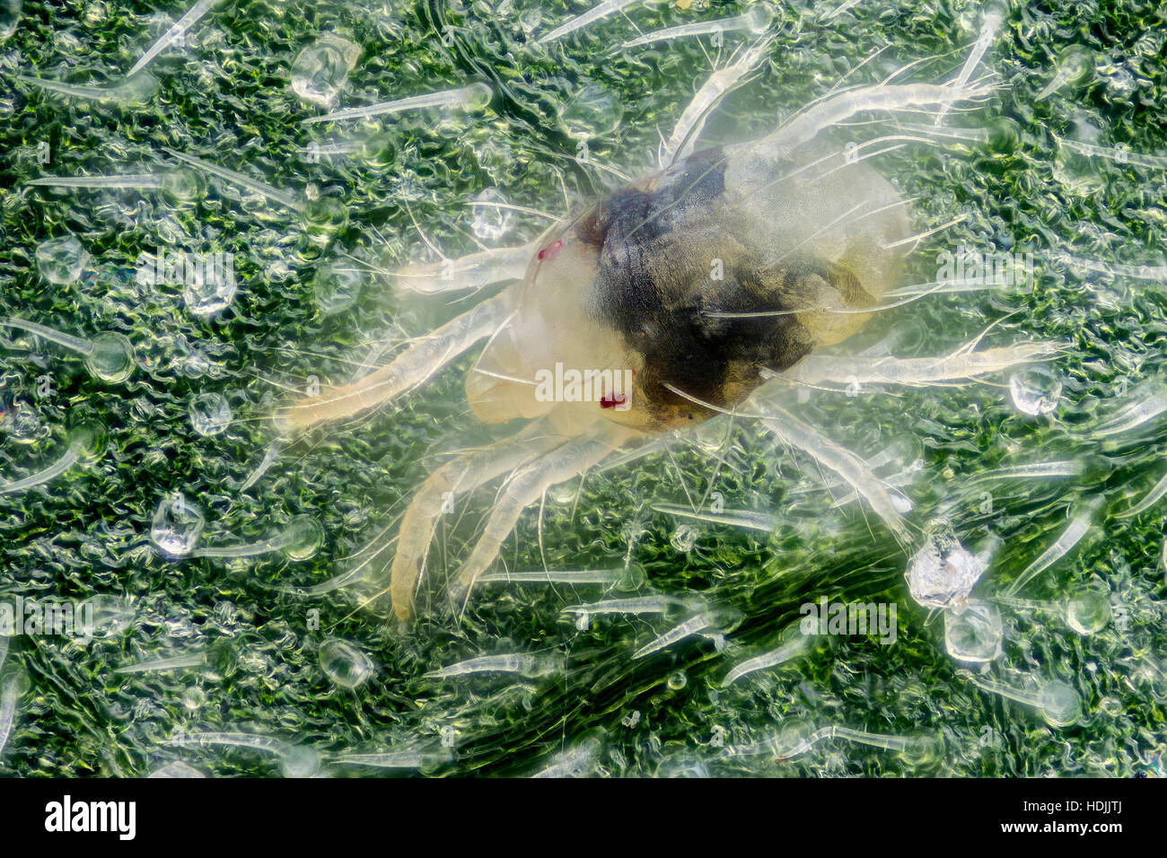 Eine Spinnmilbe auf einem Blatt Cannabis Sativa. Spinnmilben sind Mitglieder der Adelsfamilie Acari (Milben) Tetranychidae, die etwa 1.200 Arten umfasst. Sie g Stockfoto