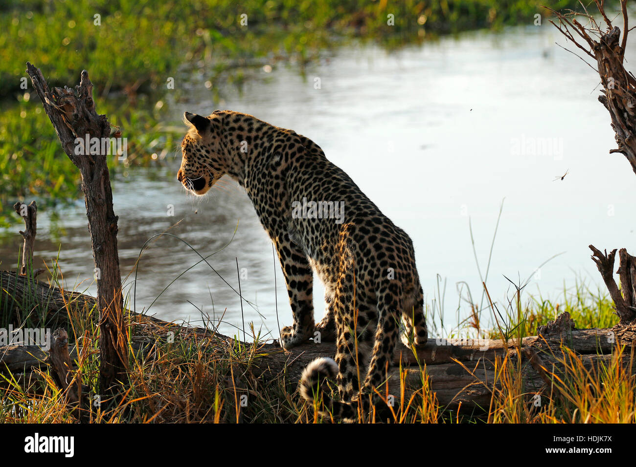 Schöne Leoparden in freier Wildbahn eine atemberaubende große Katze, da sie den afrikanischen Busch auf der Suche nach Beute herumlaufen Stockfoto