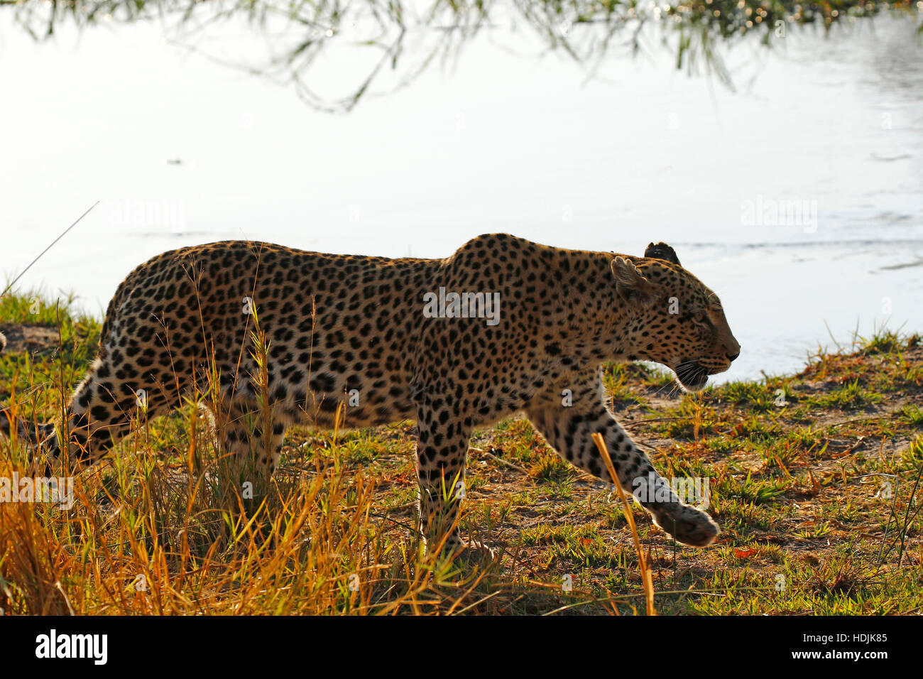 Schöne Leoparden in freier Wildbahn eine atemberaubende große Katze, da sie den afrikanischen Busch auf der Suche nach Beute herumlaufen Stockfoto