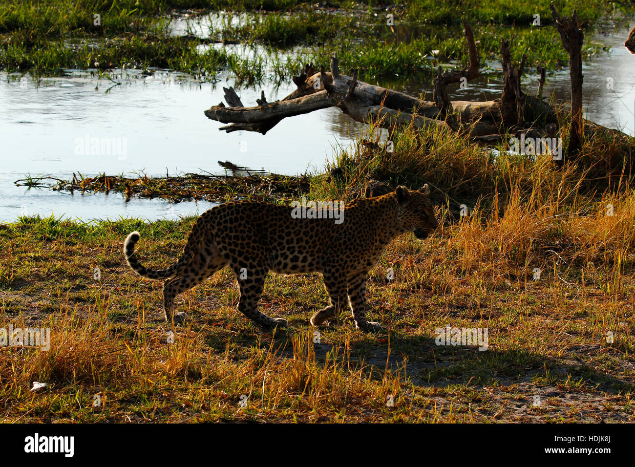 Schöne Leoparden in freier Wildbahn eine atemberaubende große Katze, da sie den afrikanischen Busch auf der Suche nach Beute herumlaufen Stockfoto
