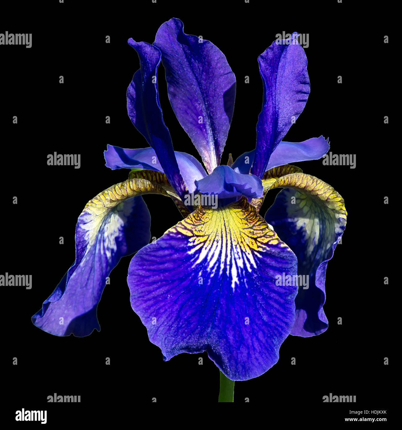 Die Coloful Sibirische Schwertlilie eine mehrjährige Pflanze mit lila-blauen Blüten mit heller weißlich oder gelblich Zentrum schwarzer Hintergrund Stockfoto