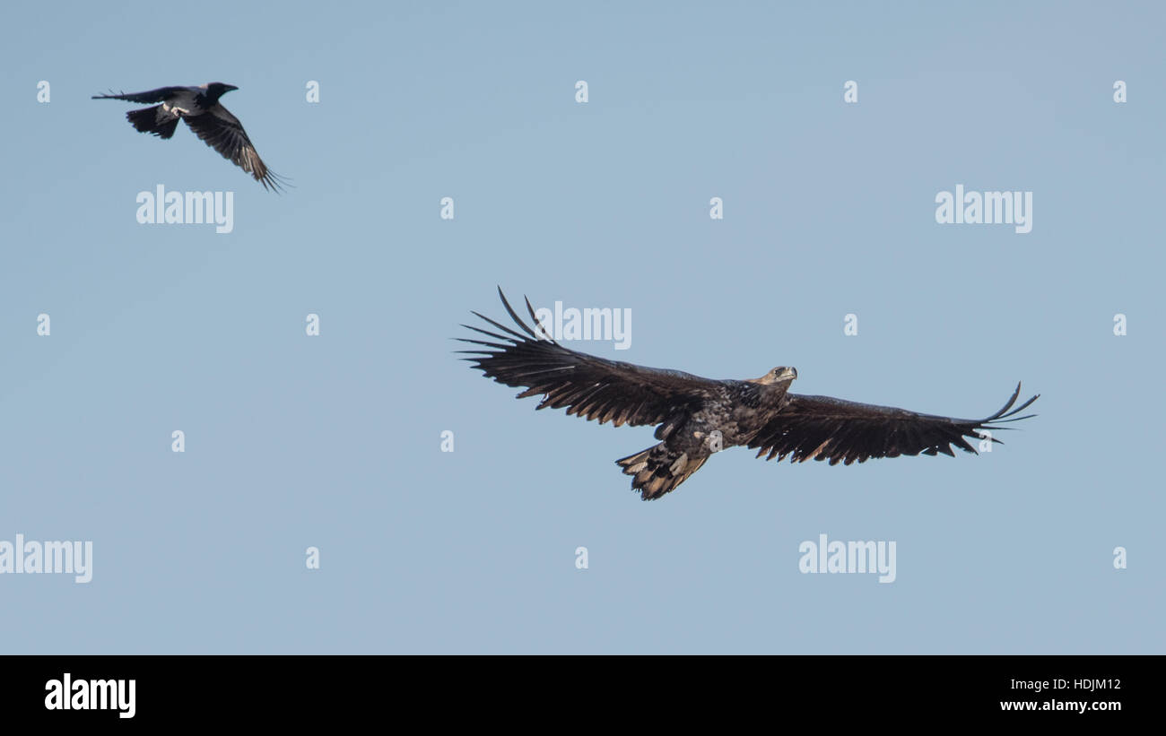 Eine Krähe, die Jagd nach dem fliegenden Seeadler mit einem blauen Himmel im Hintergrund Stockfoto