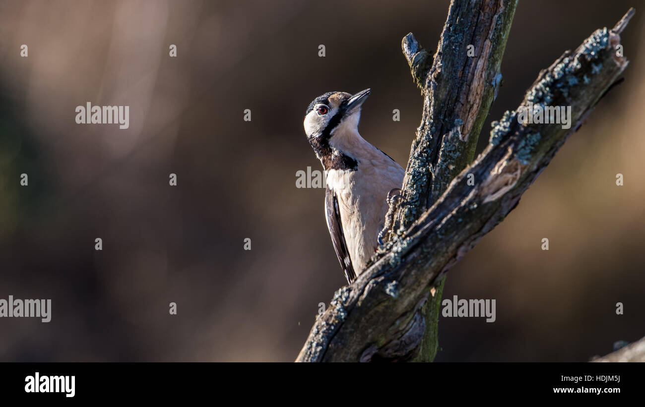 Der Buntspecht (Dendrocopos großen) versteckt sich hinter einem alten Zweig mit einem schönen dunklen bokeh Stockfoto