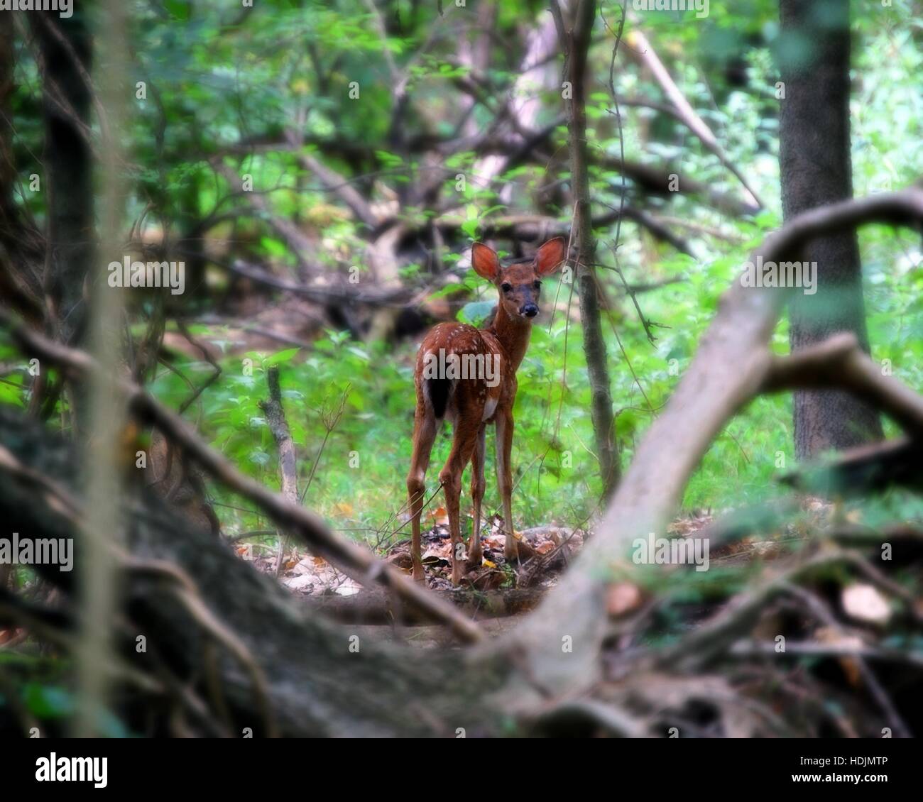 Landschaft, Baby Fawn Whitetail Deer in Wäldern, Chesterfield County, Virginia USA. Orton-Effekt für verträumten Blick. Stockfoto