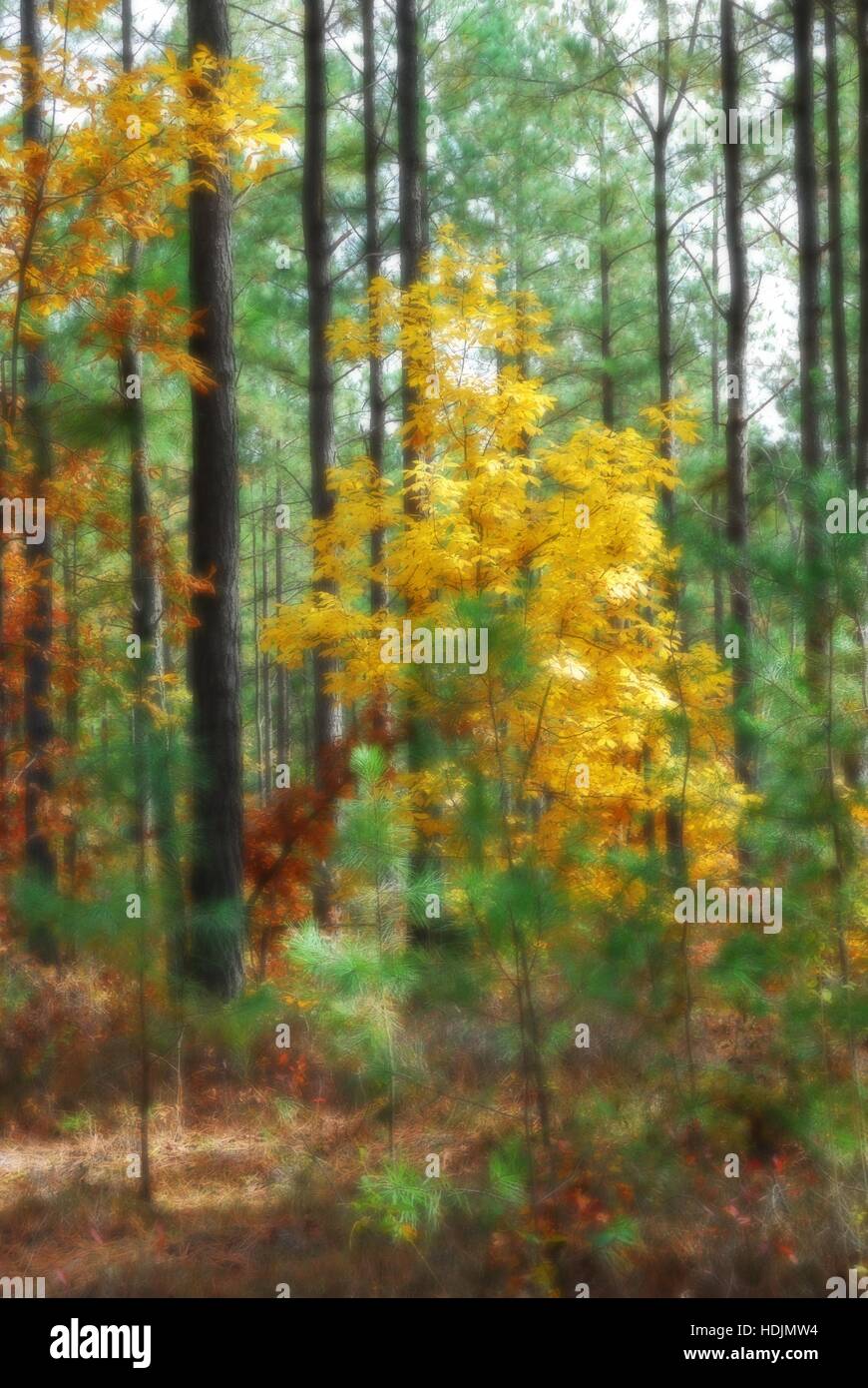 Vertikale Landschaft, Herbstfarben, James River State Park, Appomattox County, Virginia, USA. Orton-Effekt für verträumten Blick. Stockfoto