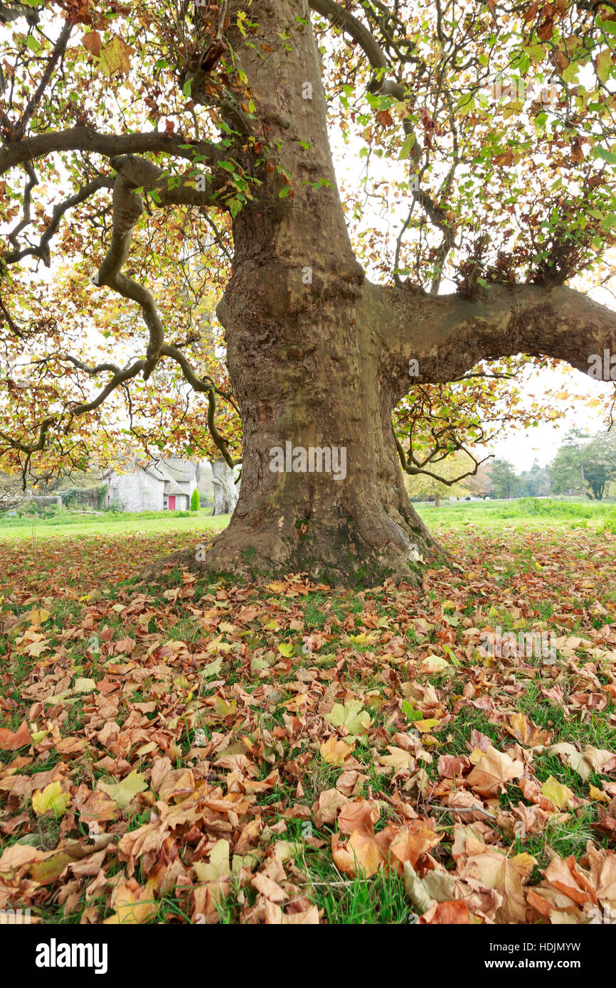 alten Platane in herbstlichen Farben Stockfoto