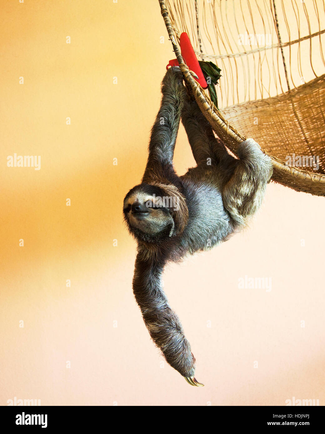 Gerettete Dreizangen-Sloth (Bradypus variegatus), die an einem Korb im Sloth-Heiligtum von Costa Rica hängen Stockfoto