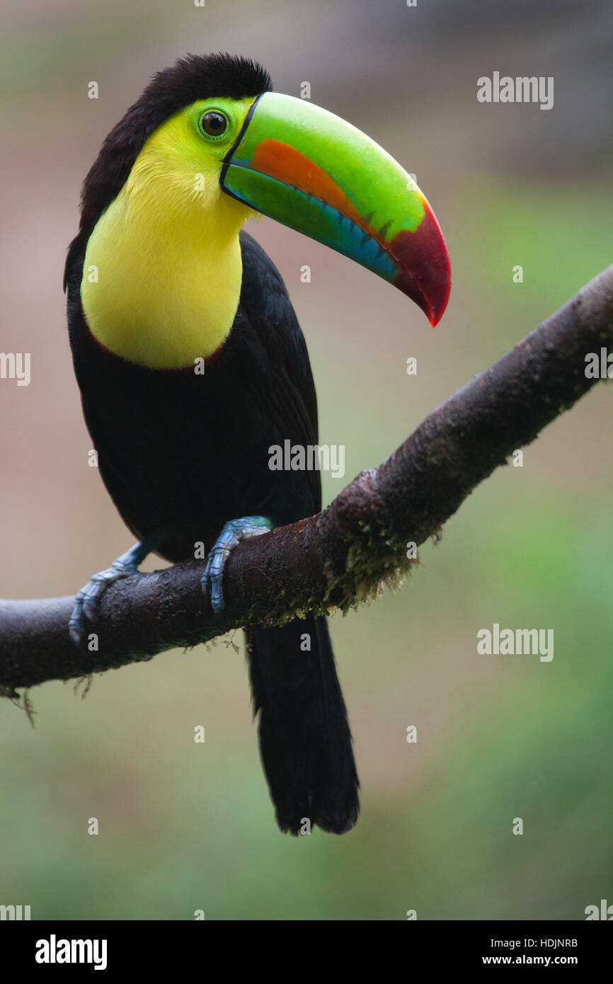 Kielschnabel-Toucan (Ramphastos sulfuratus), der auf einem Baumzweig in Costa Rica thront Stockfoto