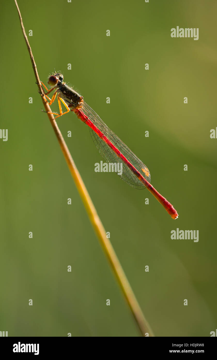 Kleine rote Damselfly am Latchmore Bach im New Forest. Stockfoto