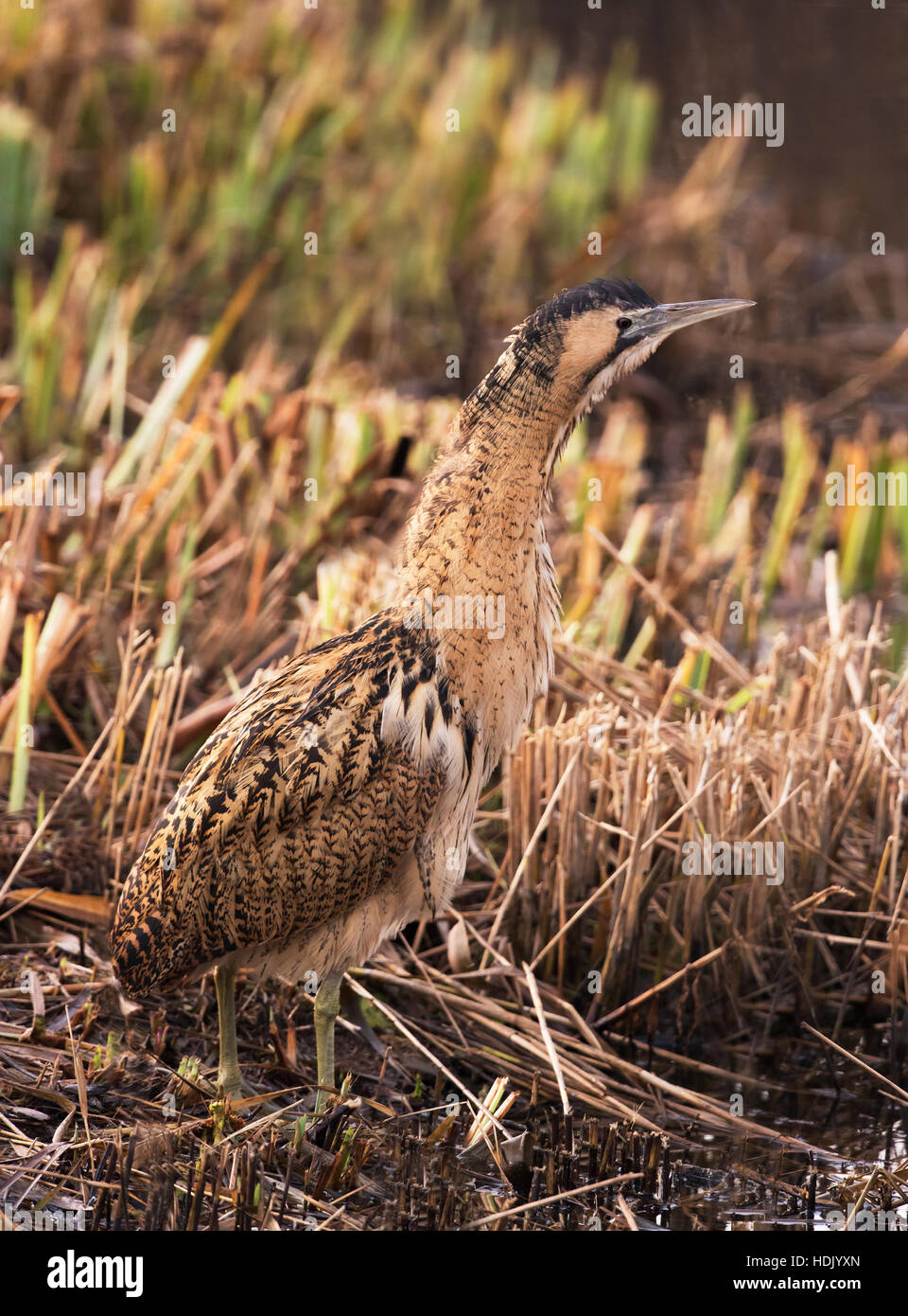 Eine Rohrdommel (Botaurus Stellaris) mischen perfekt mit den umliegenden Schilf auf einen Suffolk Schilfbeetes Stockfoto