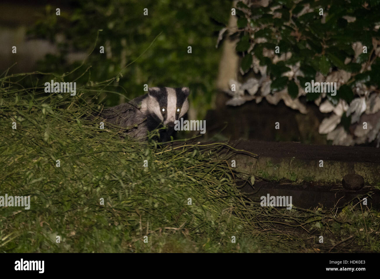 Europäischer Dachs (Meles Meles) von Sett in Stadt. Fleischfresser in Familie Mustelidae entstehende Sett auf Friedhof im Zentrum von Bath Stockfoto