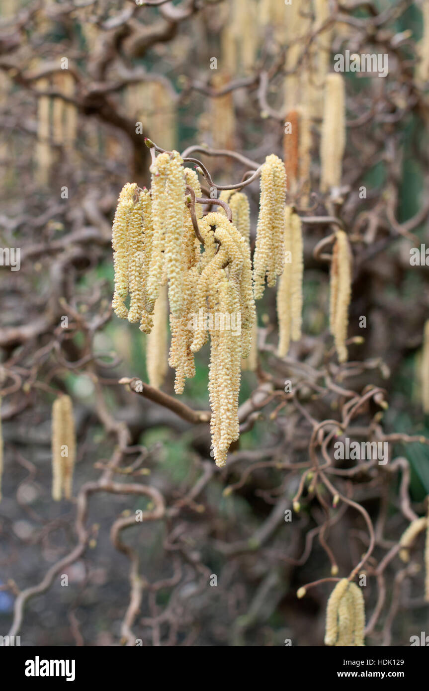 CORYLUS AVELLANA CONTORTA Stockfoto