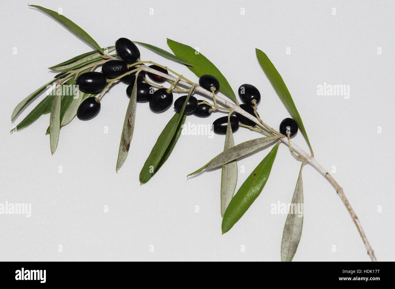 Ölweiden (Wild Olive) Stockfoto