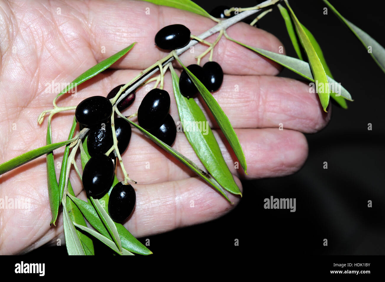 Ölweiden (Wild Olive) in meiner hand Stockfoto