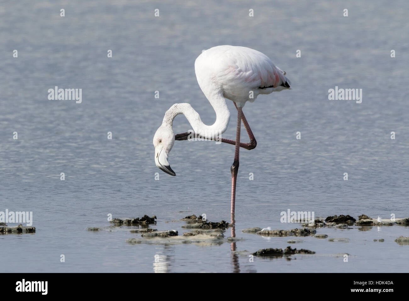 größere Flamingo (Phoenicopterus Kautschuk) Erwachsenen stehen im flachen Wasser, Mallorca, Balearen, Spanien Stockfoto