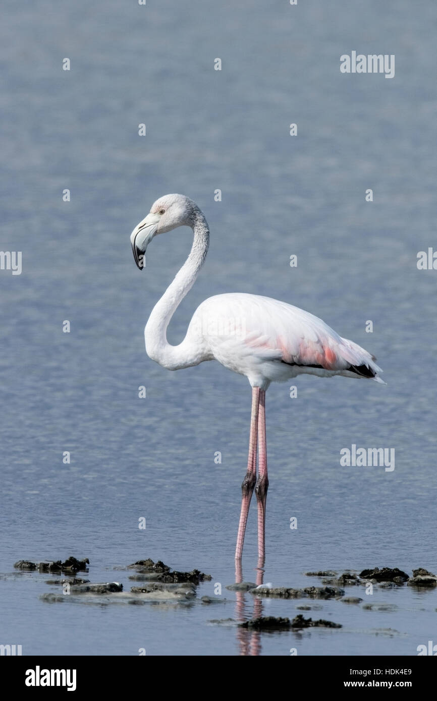 größere Flamingo (Phoenicopterus Kautschuk) Erwachsenen stehen im flachen Wasser, Mallorca, Balearen, Spanien Stockfoto